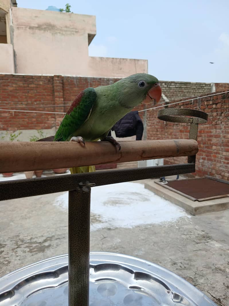 Raw parrots 17