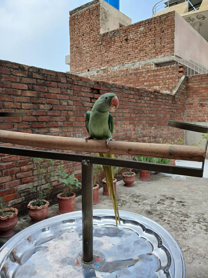 Raw parrots 19