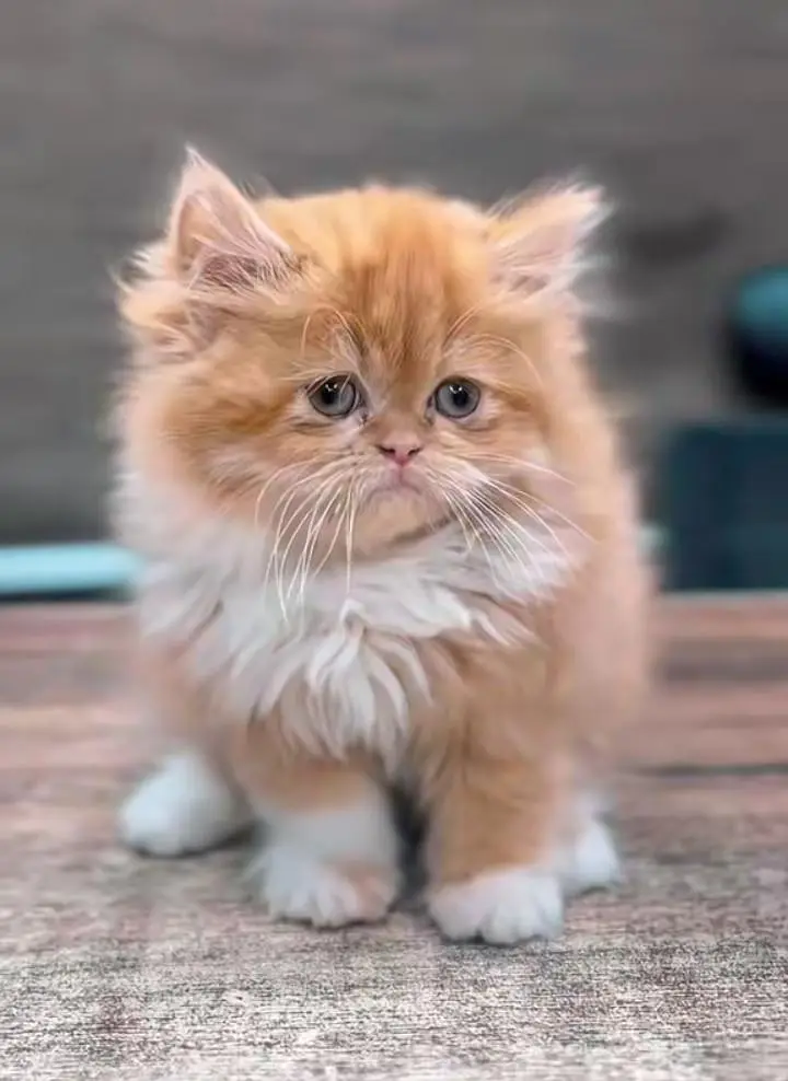 Persian cats My WhatsApp 03466961963 ///@&&#$@$@@$$@ — photo 5