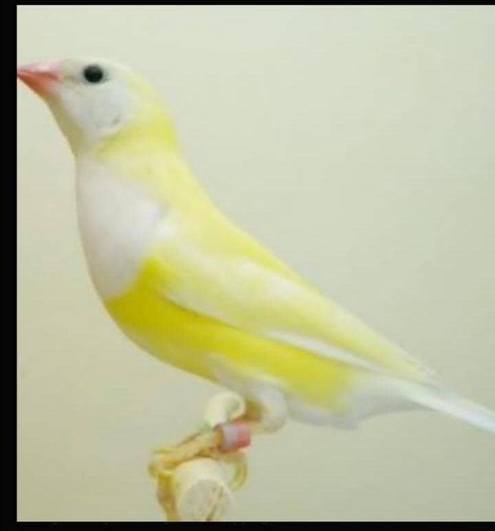 required 2 lutino goldian finches breeder females. 0
