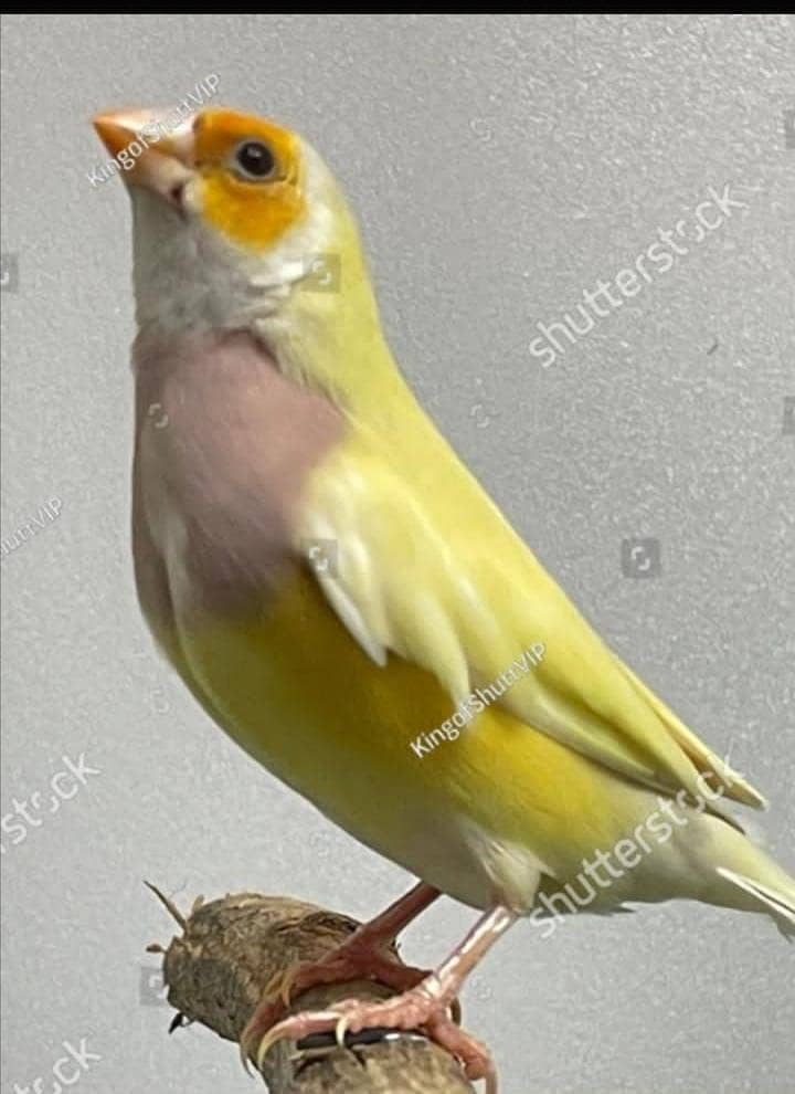 required 2 lutino goldian finches breeder females. 1