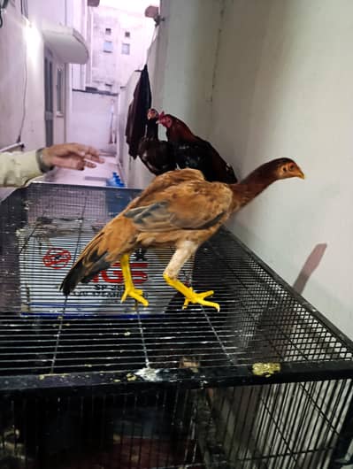 3 female Aseel Hen for sale