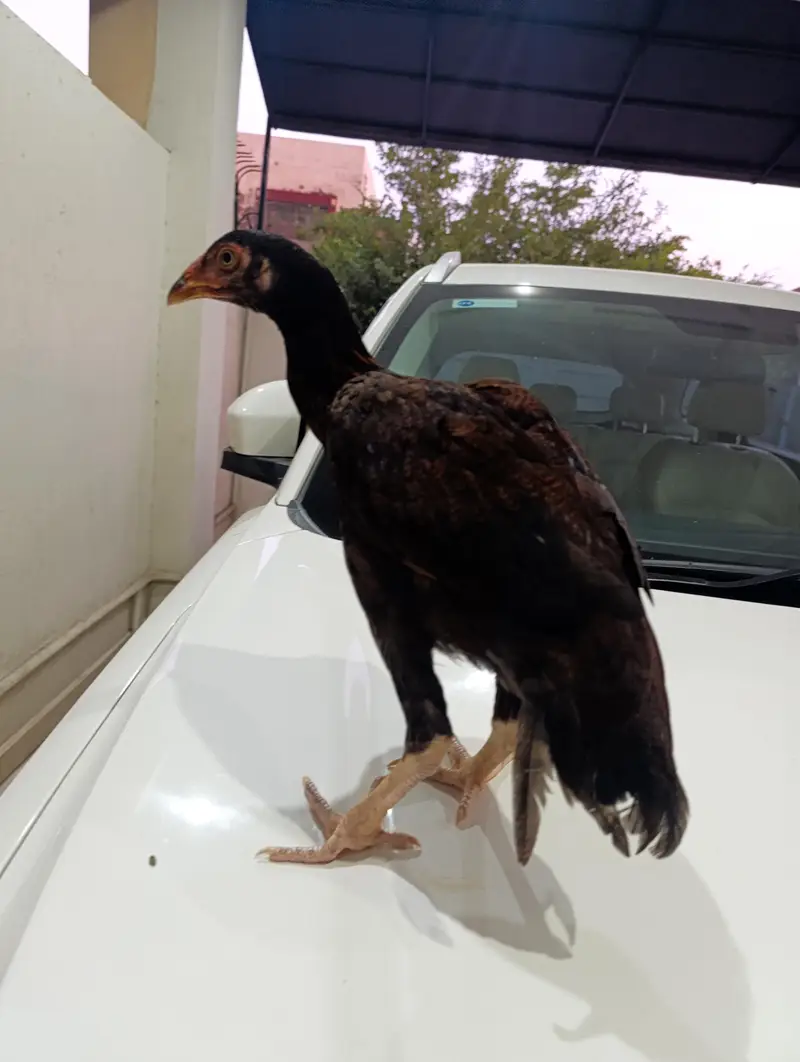3 female Aseel Hen for sale — photo 2