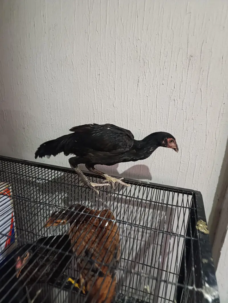 3 female Aseel Hen for sale — photo 3