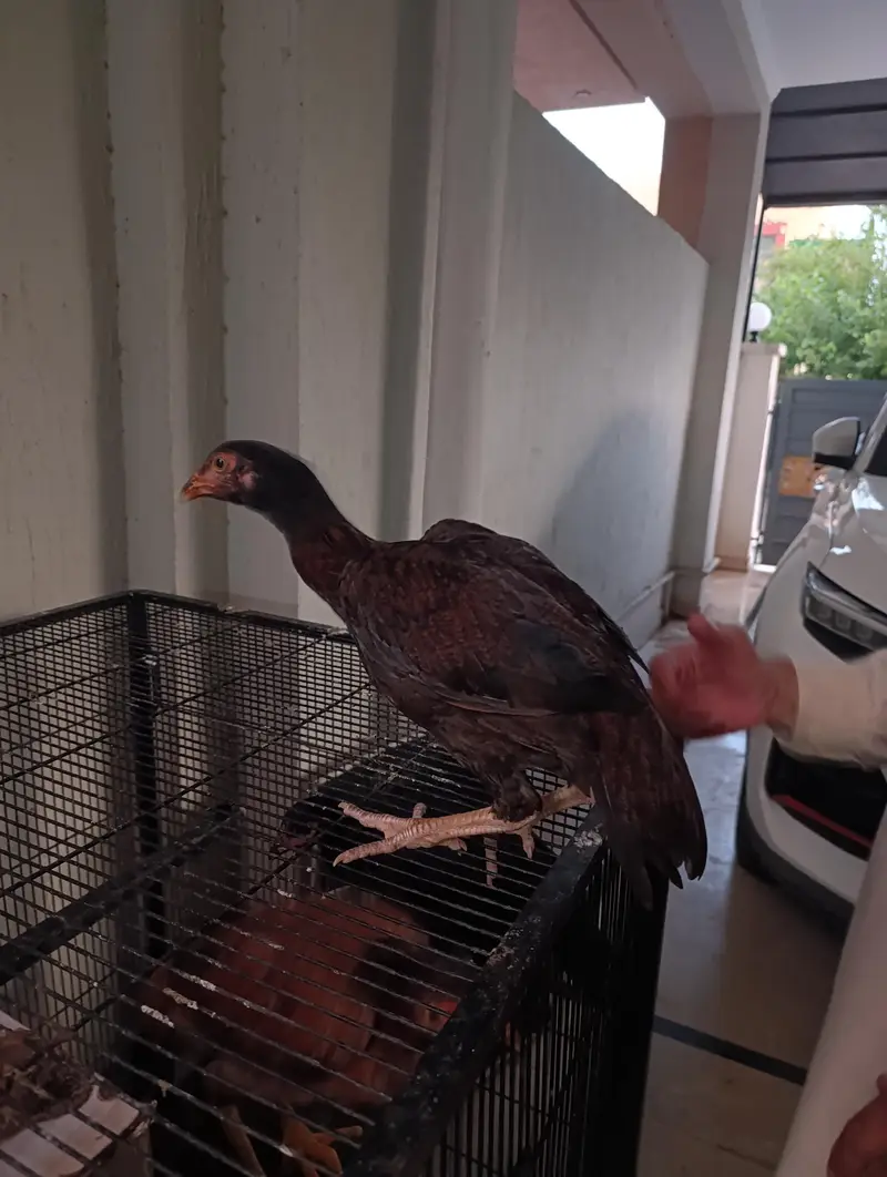 3 female Aseel Hen for sale — photo 4