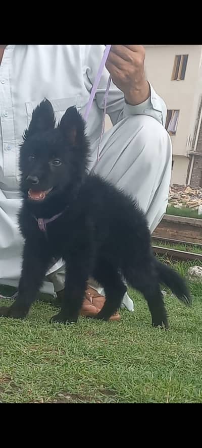 black German Shepherd pair for sale