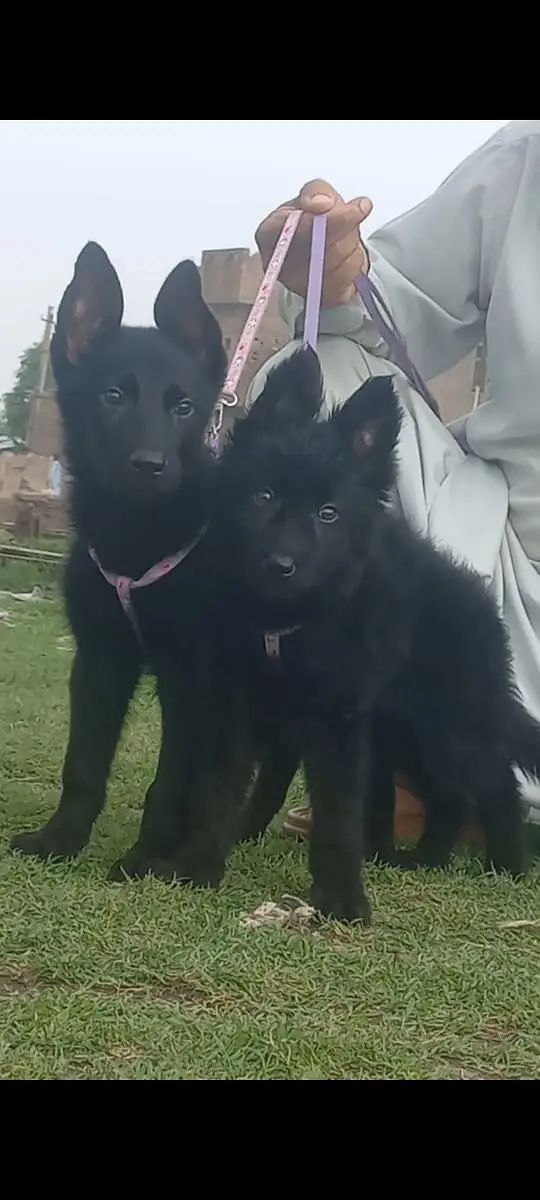 black German Shepherd pair for sale — photo 2