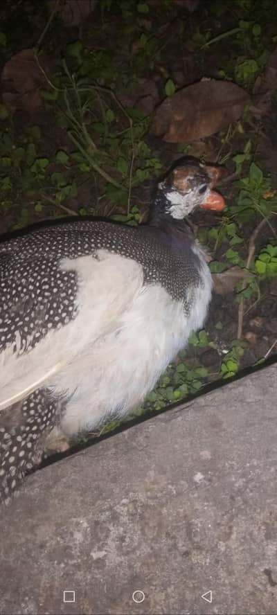 chakor female jangli hunter teetri