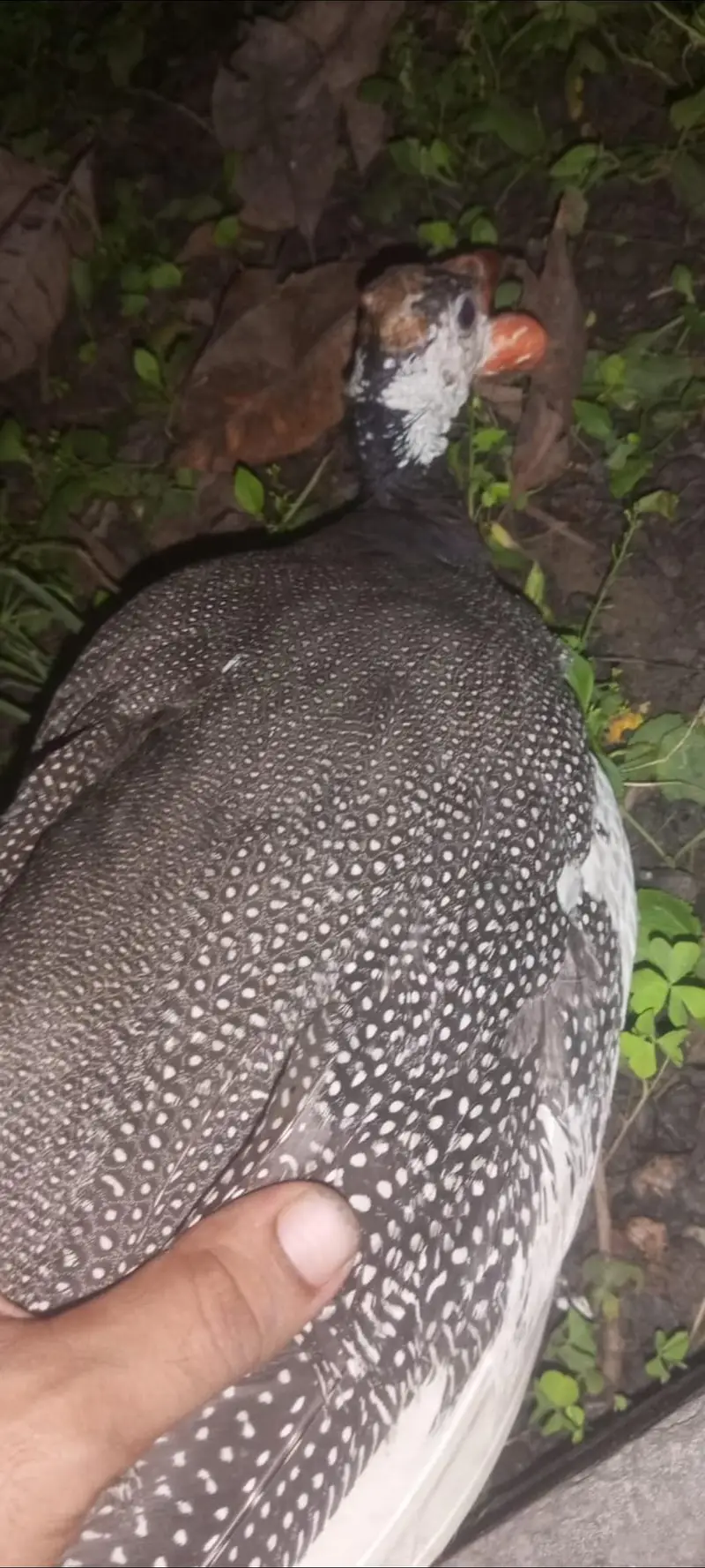 chakor female jangli hunter teetri — photo 2