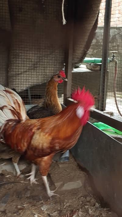 Gher ki Palli/ Lohman Brown Murgha / 3 Golden Misri Hens