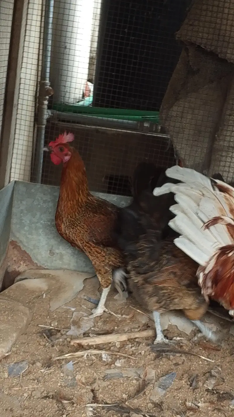 Gher ki Palli/ Lohman Brown Murgha / 3 Golden Misri Hens — photo 3