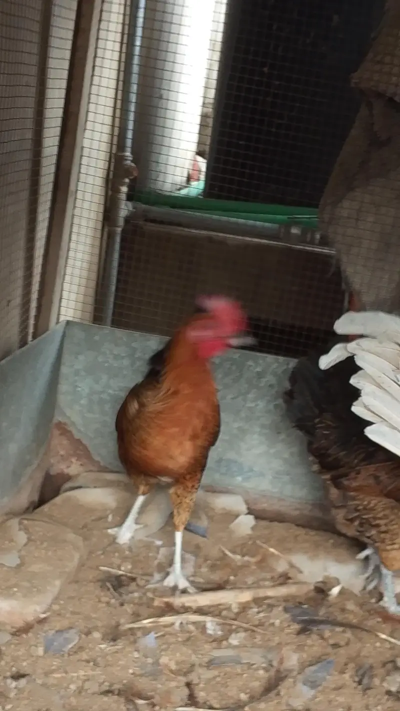 Gher ki Palli/ Lohman Brown Murgha / 3 Golden Misri Hens — photo 4