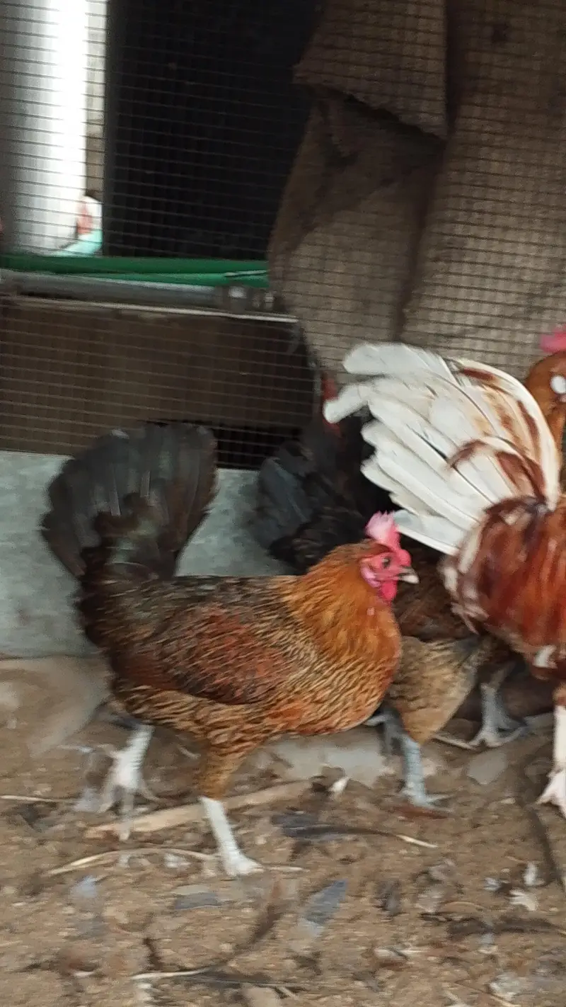 Gher ki Palli/ Lohman Brown Murgha / 3 Golden Misri Hens — photo 5