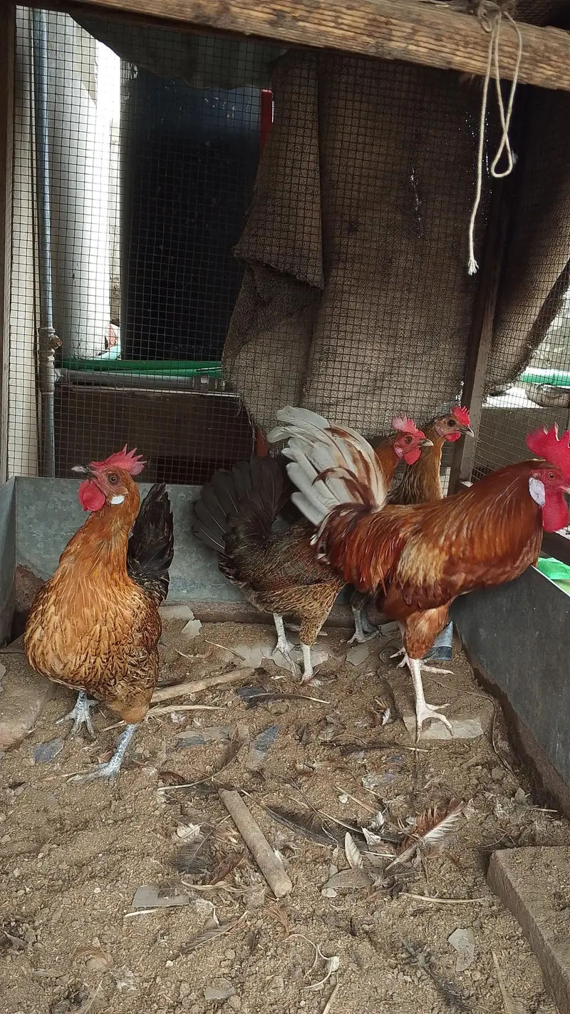 Gher ki Palli/ Lohman Brown Murgha / 3 Golden Misri Hens — photo 6