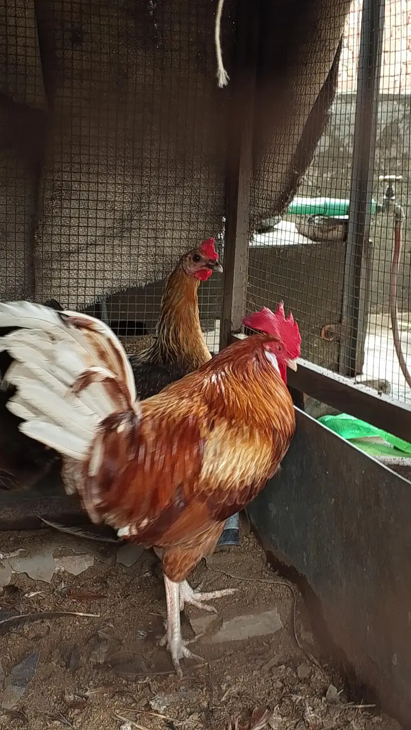 Gher ki Palli/ Lohman Brown Murgha / 3 Golden Misri Hens — photo 8