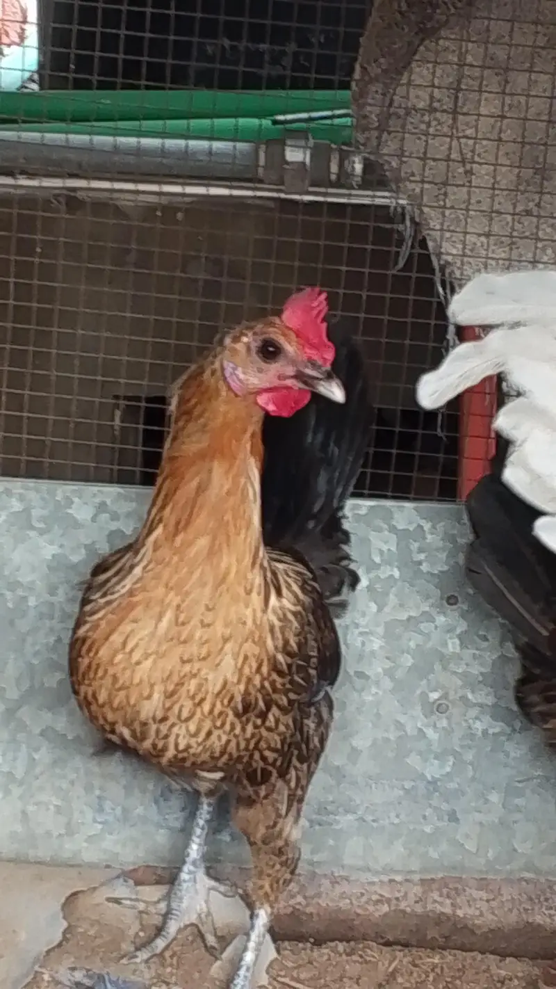 Gher ki Palli/ Lohman Brown Murgha / 3 Golden Misri Hens — photo 9