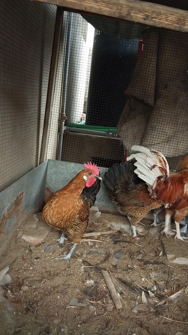 Gher ki Palli/ Lohman Brown Murgha / 3 Golden Misri Hens — photo 11