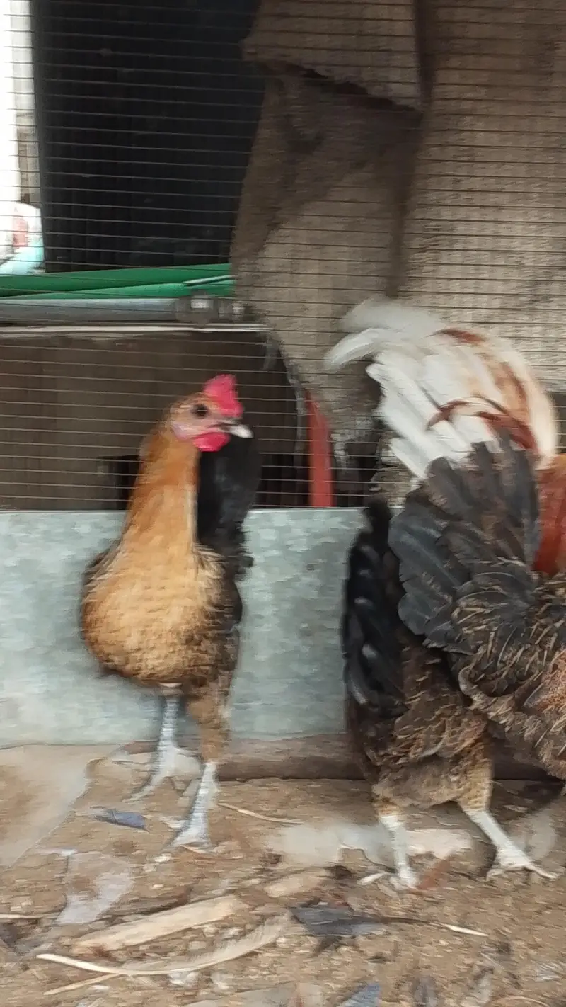 Gher ki Palli/ Lohman Brown Murgha / 3 Golden Misri Hens — photo 12