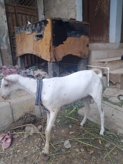 teddy bakra for sale