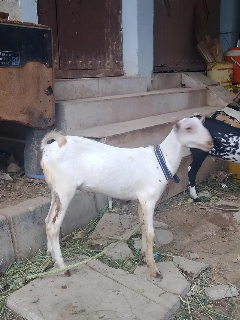 teddy bakra for sale — photo 2