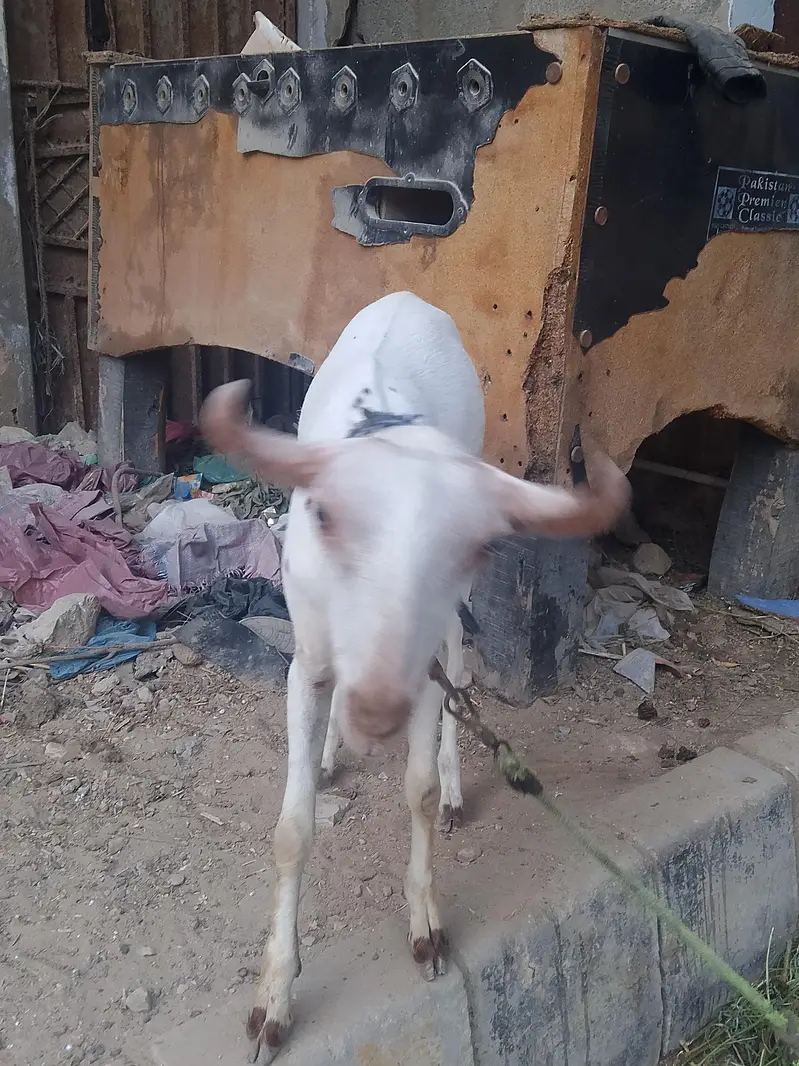 teddy bakra for sale — photo 5