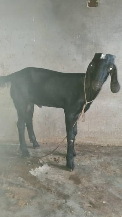 1 bakri 2 bakray ha  150000