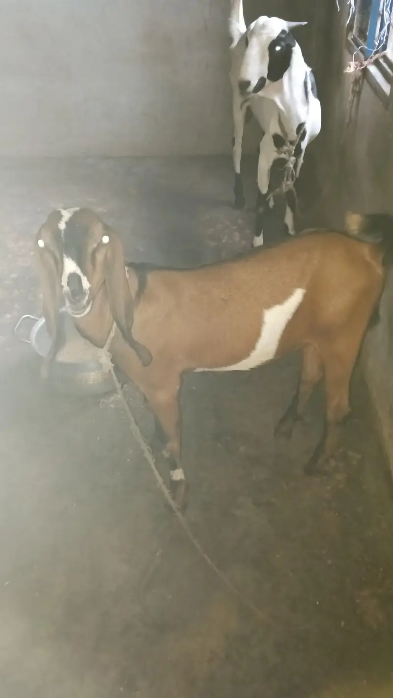 1 bakri 2 bakray ha  150000 — photo 2