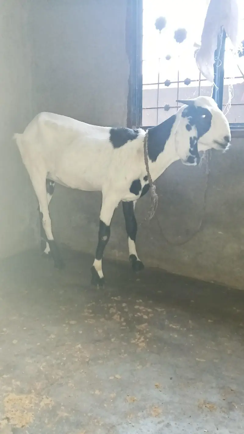 1 bakri 2 bakray ha  150000 — photo 3