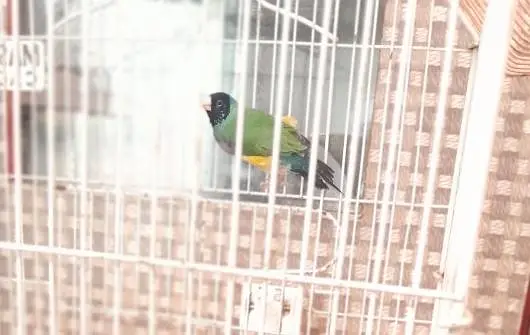 golden finch — photo 2
