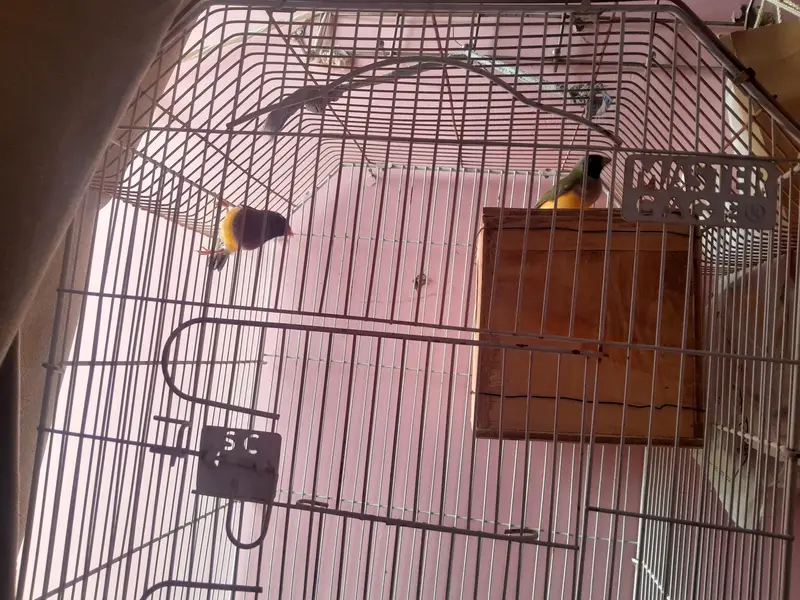 golden finch — photo 3