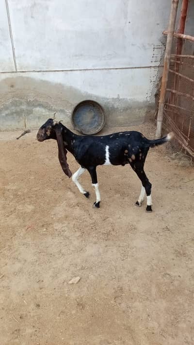 Kamori bakra