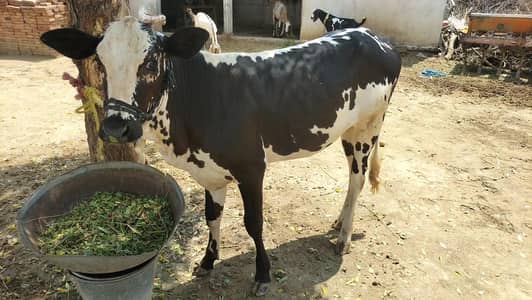 vehr for sale