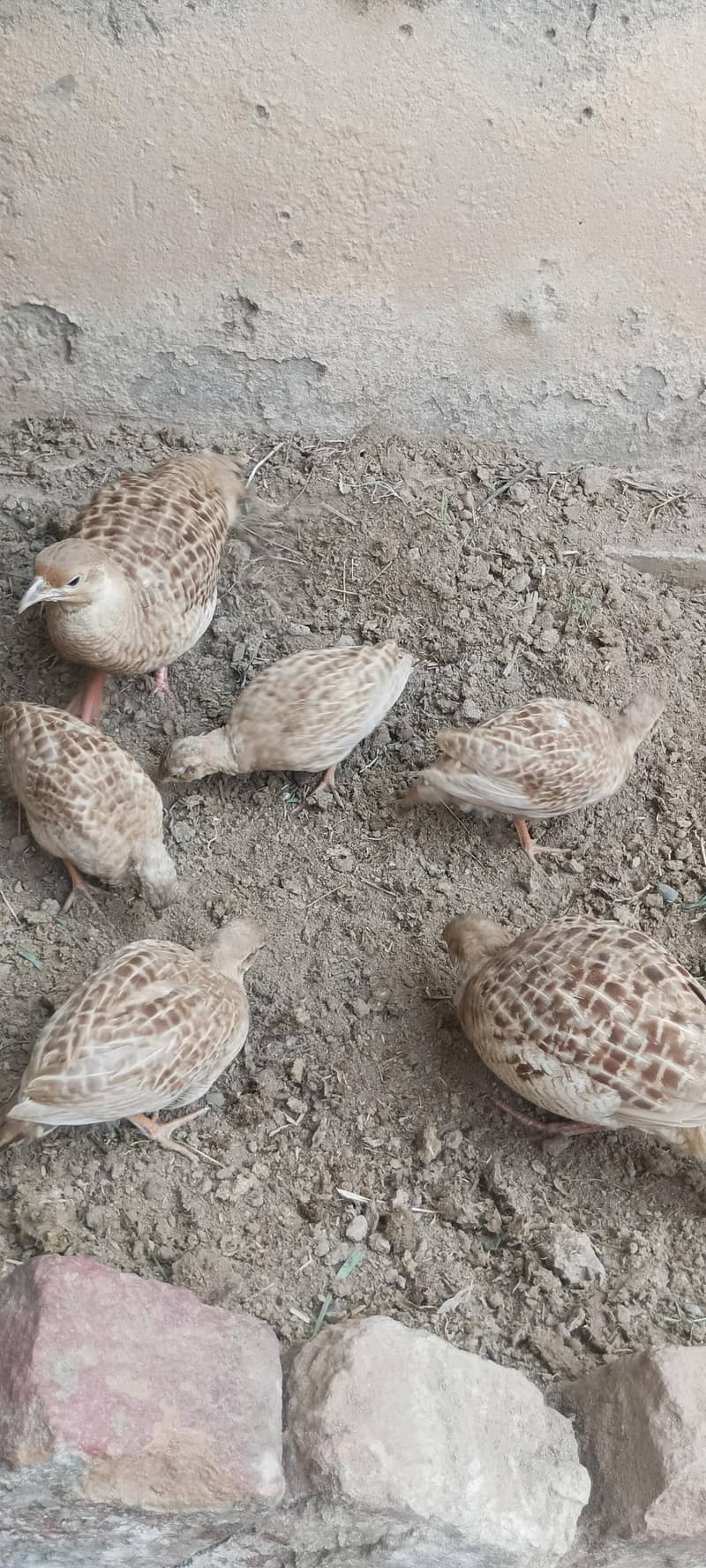 ایرانی پٹھے فار سیل 0