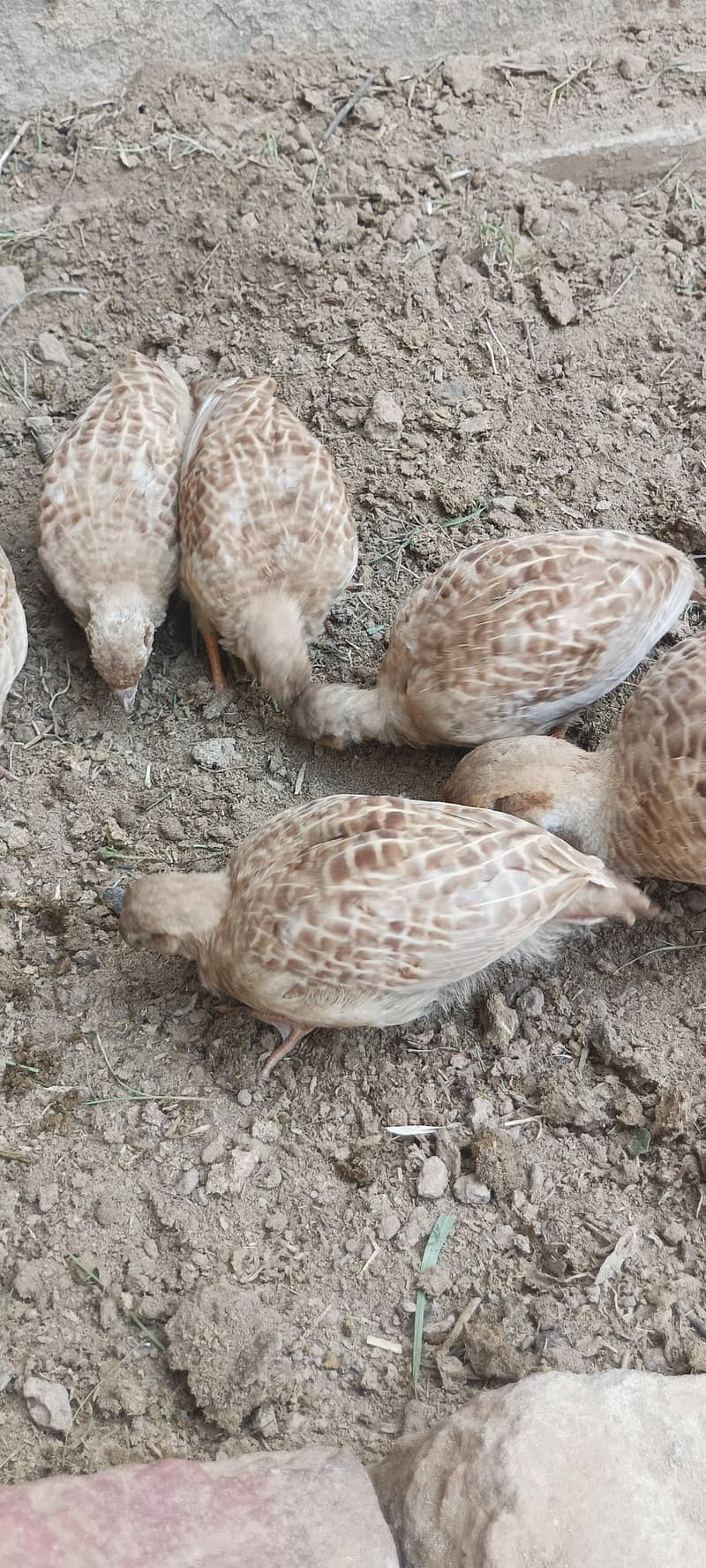 ایرانی پٹھے فار سیل 1