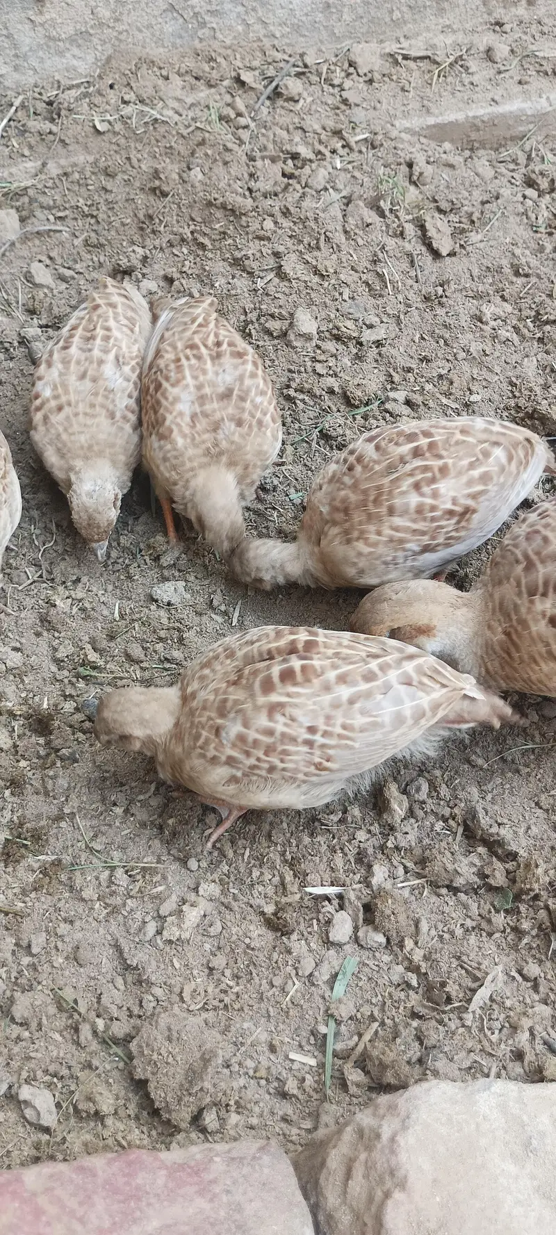 ایرانی پٹھے فار سیل — photo 2