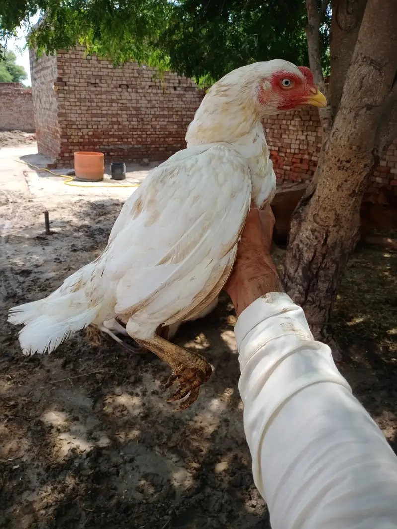White Aseel Murgi — photo 2