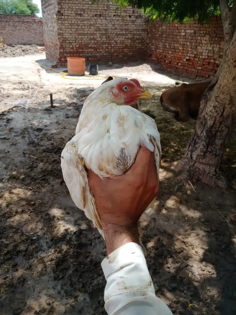 White Aseel Murgi — photo 3