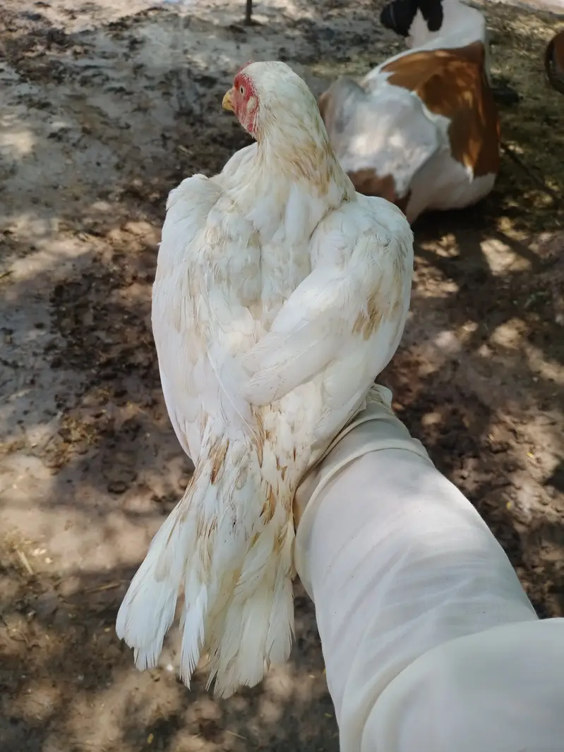White Aseel Murgi — photo 5
