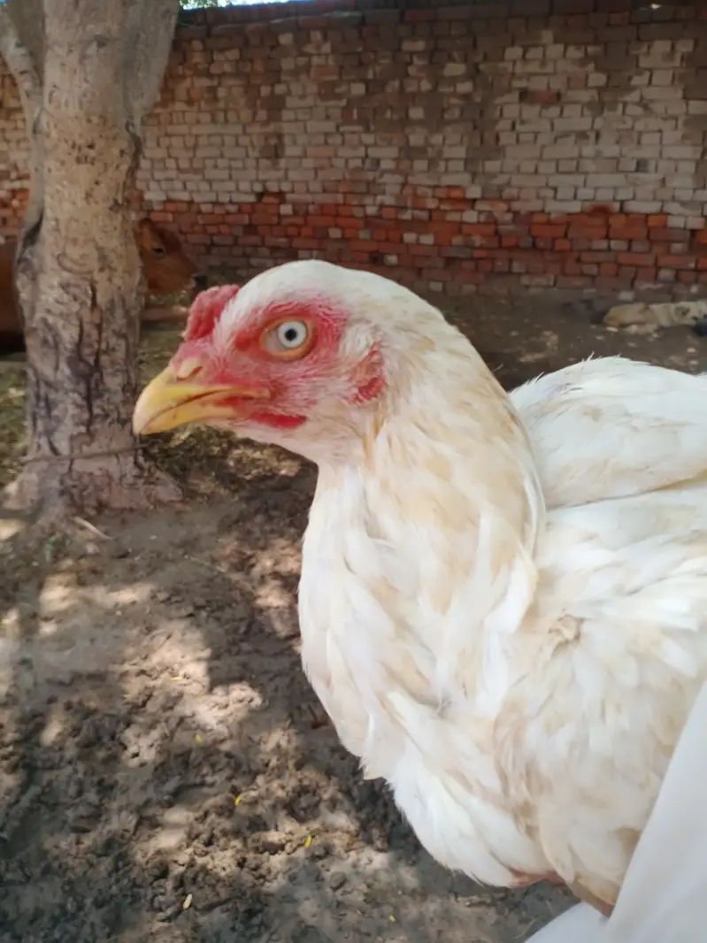 White Aseel Murgi — photo 6