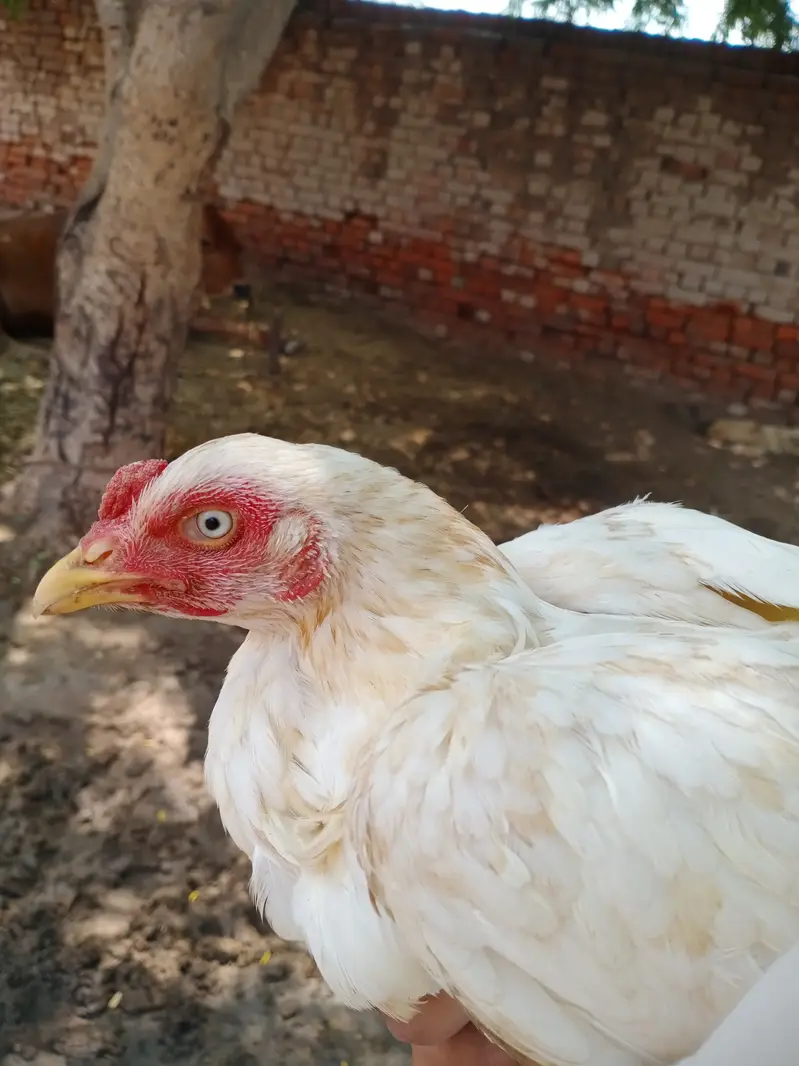 White Aseel Murgi — photo 7