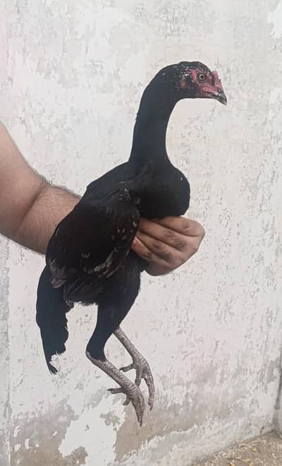 Miawali Aseel Pathi