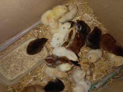 urgent sale aseel home breeds