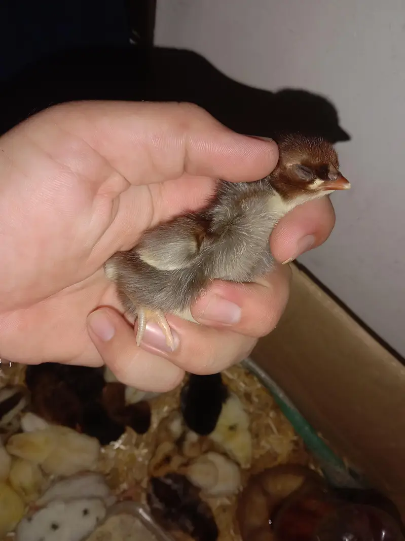 urgent sale aseel home breeds — photo 2