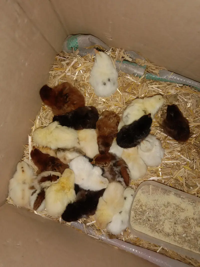 urgent sale aseel home breeds — photo 3
