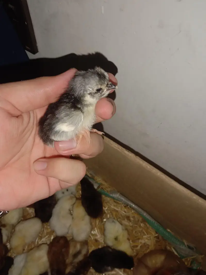 urgent sale aseel home breeds — photo 4