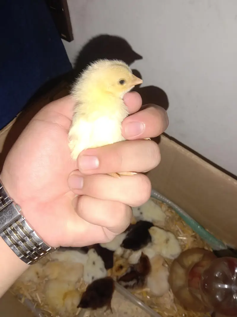 urgent sale aseel home breeds — photo 5