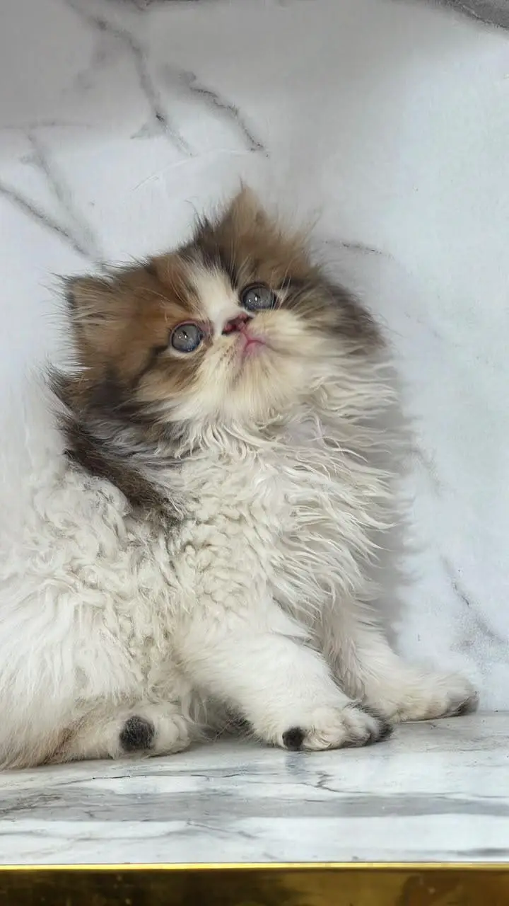 White Persian Kittens/Triple coated/blue eyes/Cats/Male/Female — photo 5