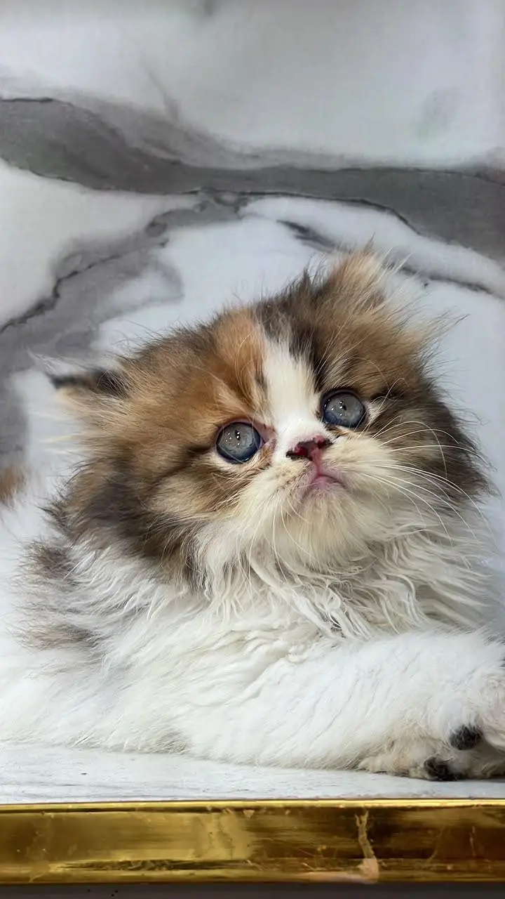 White Persian Kittens/Triple coated/blue eyes/Cats/Male/Female — photo 6