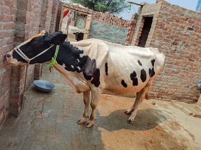 Mashallah Freezen cow urgent sale 5/6 kilo dood pure aseel 03150739125