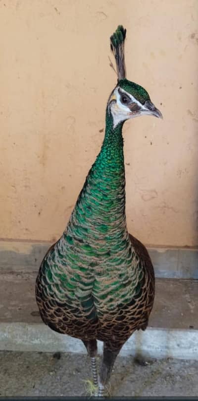 Amrid peacock pair